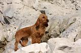 BASSET FAUVE DE BRETAGNE 079